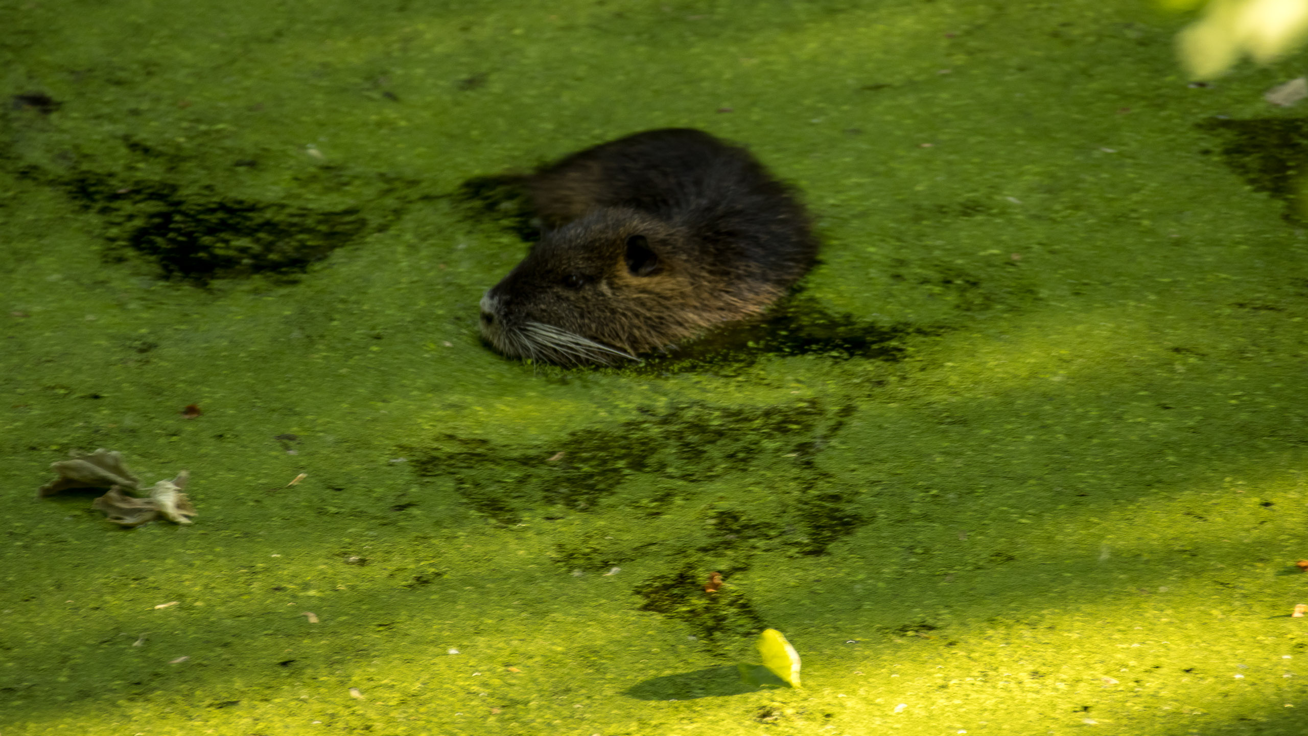 20220507191724 R5D 6506